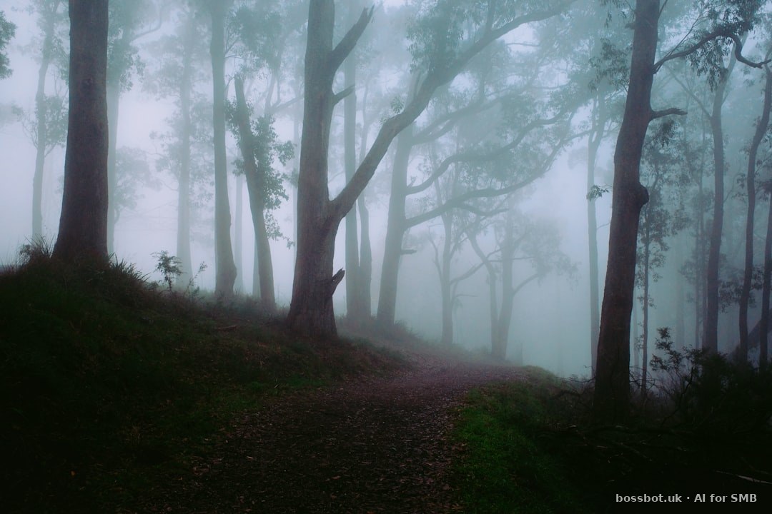 A foggy forest with a trail in the foreground